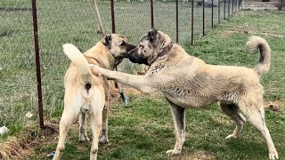 DUMAN VE OĞULLARI ARASINDA BÜYÜK SAVAŞ ÇIKTI.! DUMAN VE PARS BİR OLUP KARABAŞA 