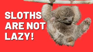 Sloths Are Not Actually Lazy  Incredible Facts You Didn't Know!