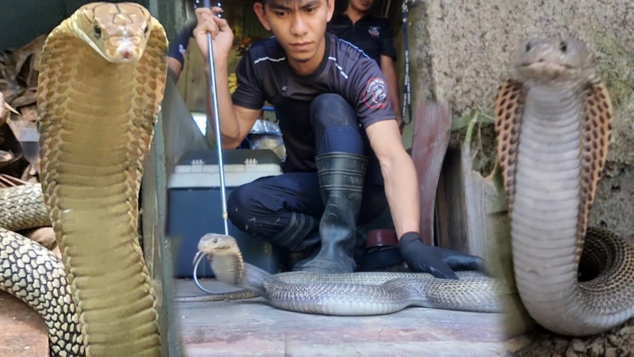 DAHIL SA COBRA SA BUDEGA NG SCHOOL