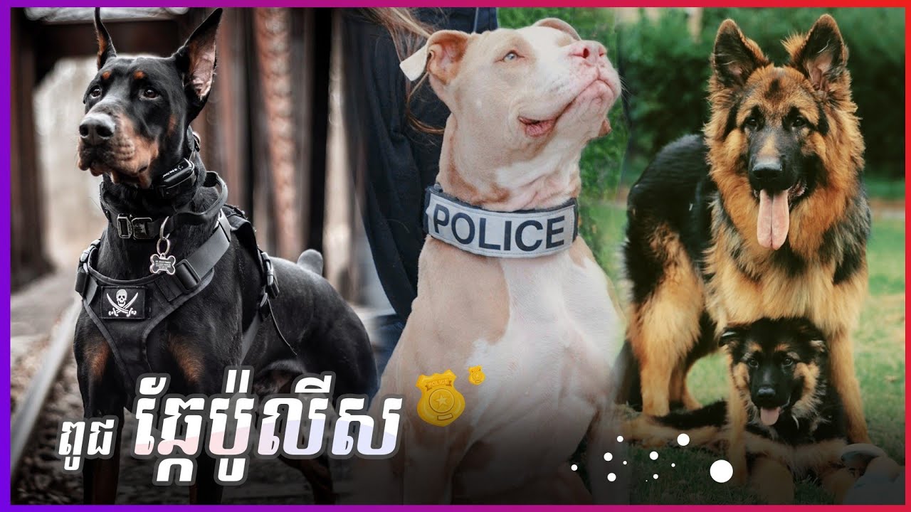 ពូជឆ្កែប៉ូលីស ល្បីៗក្នុងលោក • [សត្វចិញ្ចឹម]