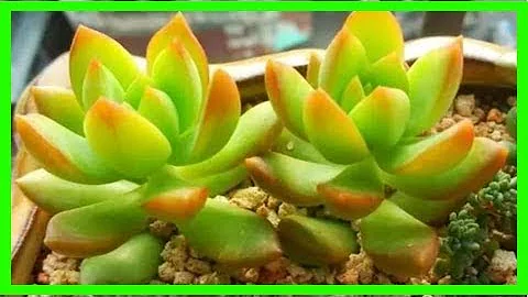 这8种“多肉植物”别再买了，你看我家养大之后它们都成什么样了吗？尤其是最后一个，都不想要了！ - 天天要闻
