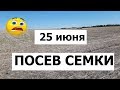 Я сделал это! Посев подсолнуха 25 июня