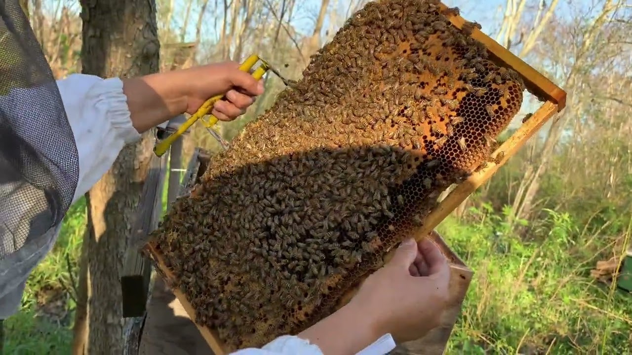 !vaya sorpresa! Al cambiar una colonia de caja