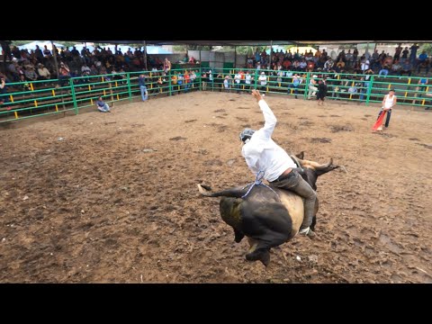 Video: Siapa corrida de toros?