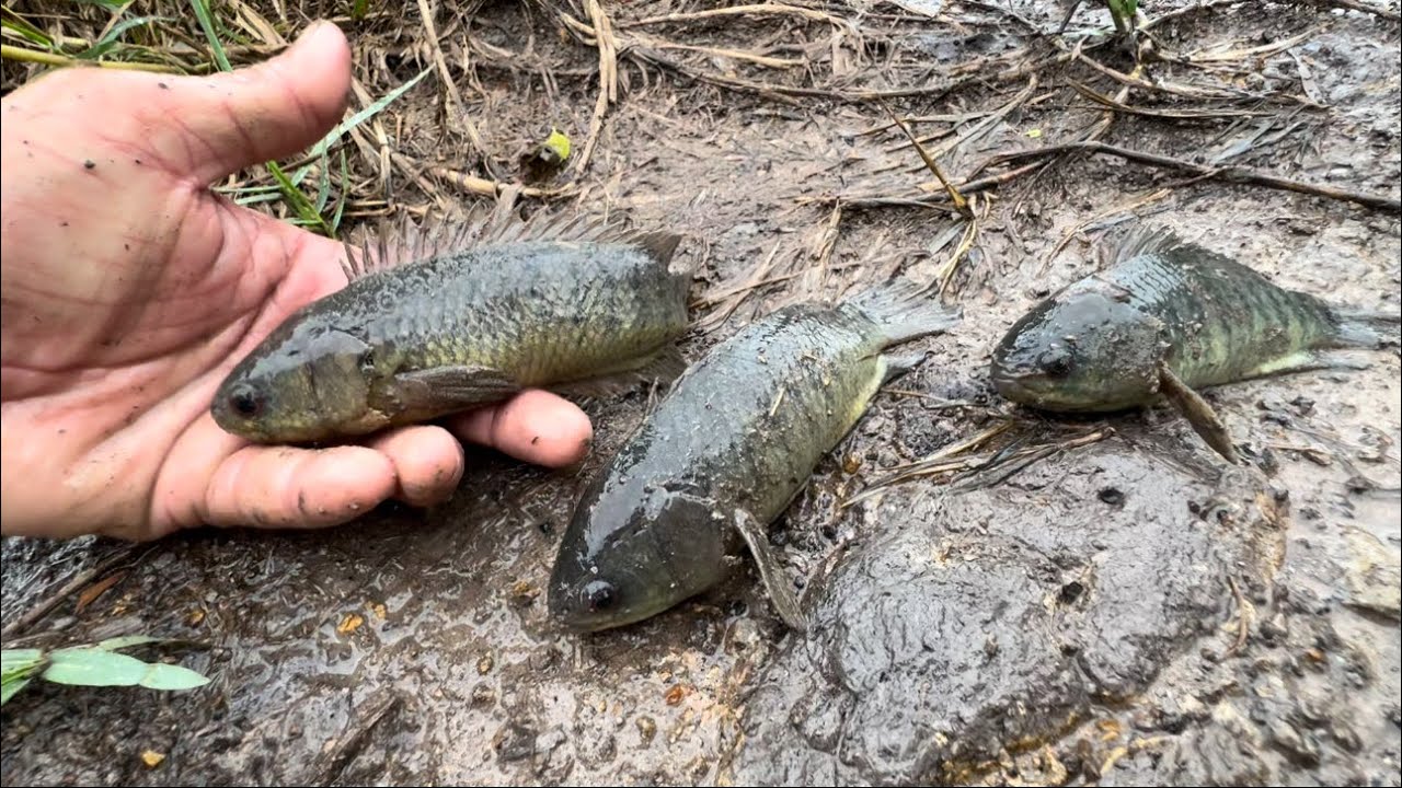 Cá Lên Bờ Theo Bầy Một Năm Mới Thấy | Hunting | - TT1984