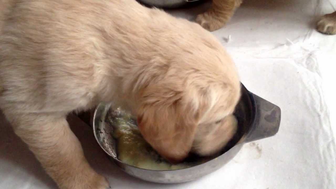 labrador puppy eating