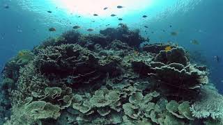 Coral reef and tropical fish. Philippines.