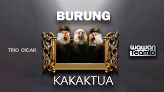 BURUNG KAKAK TUA  --- Wawan Teamlo  a.k .a  TRIO CICAK  ( Official Music Video)