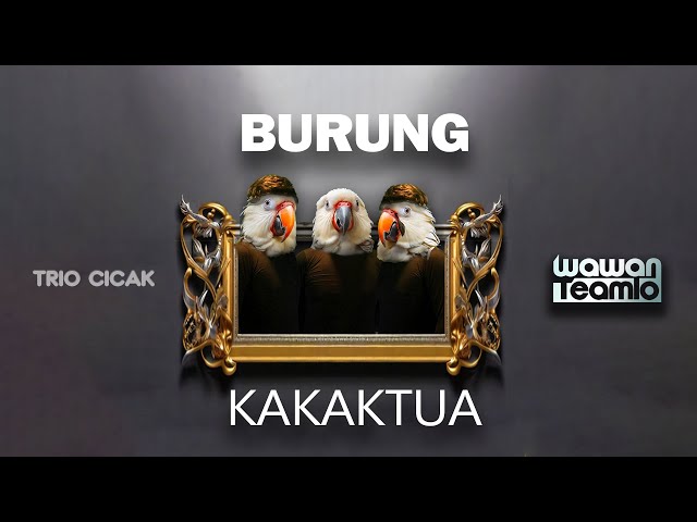 BURUNG KAKAK TUA  --- Wawan Teamlo  a.k .a  TRIO CICAK  ( Official Music Video) class=