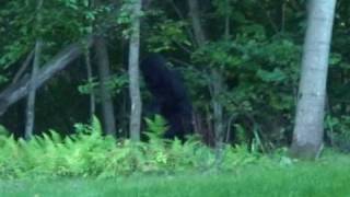 Alarming Sasquatch Encounter