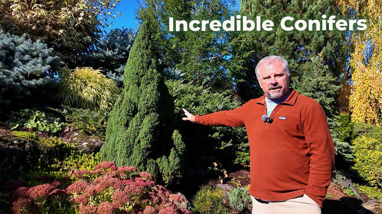 10 уникальных хвойных растений для сада, которые будут радовать глаз круглый год