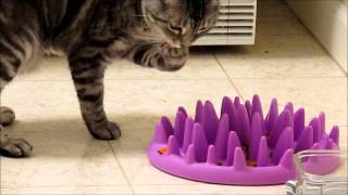 Cat Demonstrates Northmate Interactive feeder