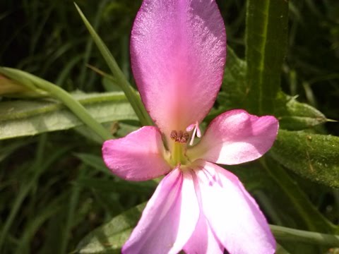 Video: Gladiolida fusarium nazorati – Gladioli gullarining fusariumi haqida bilib oling