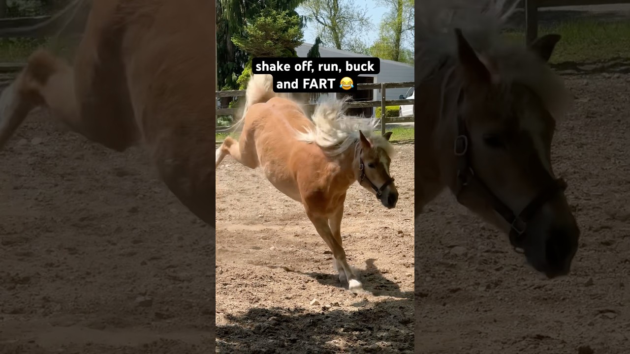 Pony Running Bucking and Farting 😂 