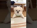 見慣れないカメラに一生懸命バウバウする子犬【ムーチョ】-Pekingese- #Shorts