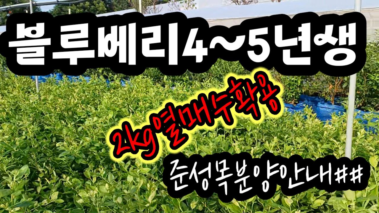블루베리열매수확용4~5년😇😇😇 준성목묘목안내#메도우락 #인디고크리스프 #벤추라