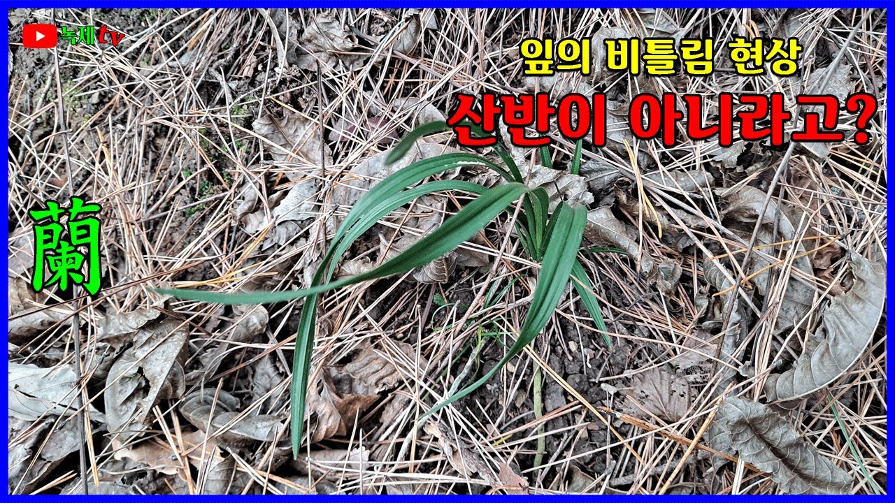 난 잎의 뒤틀림 현상에 대하여 알아 봅니다.