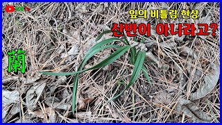 난 잎의 뒤틀림 현상에 대하여 알아 봅니다.