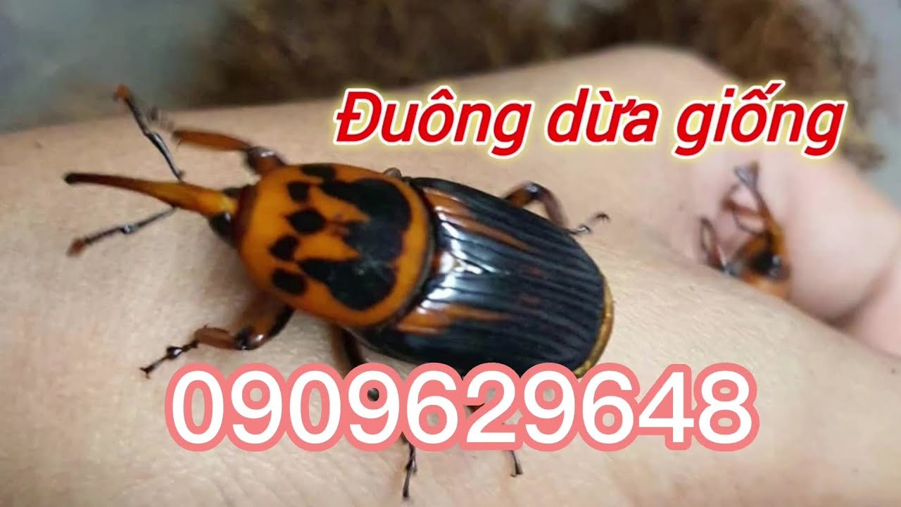 Tổng hợp 93+ hình về mô hình nuôi đuông dừa - daotaonec