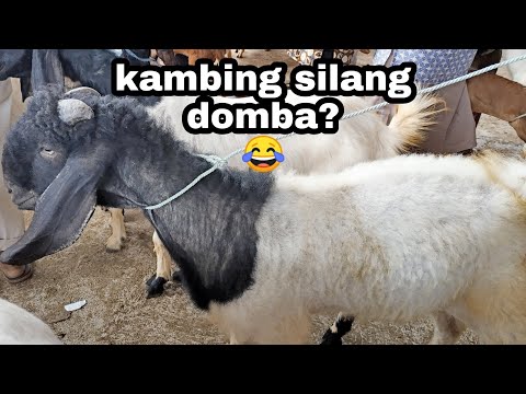 Video: Bisakah domba kawin dengan kambing?