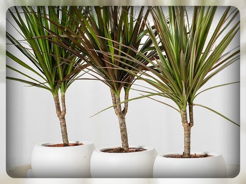 Βίντεο: Dracaena: πώς να φροντίζετε στο σπίτι