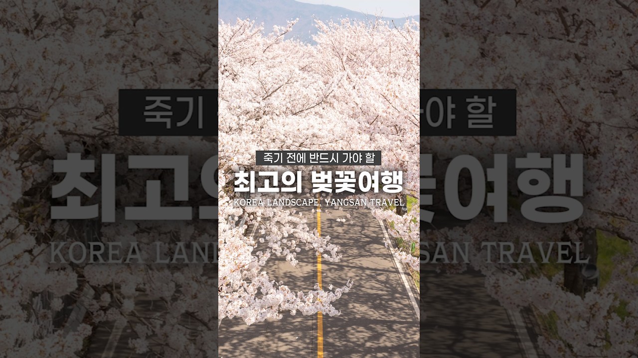 2025년 놓치지 말아야할 벚꽃 축제!