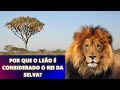 POR QUE O LEÃO É CONSIDERADO O REI DA SELVA? #leão #animais #savana