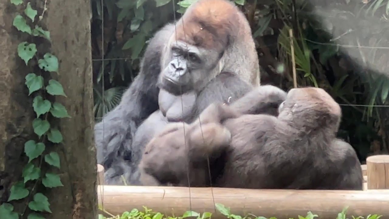娘を触りたいハオコお父さん【2023年6月8日】【上野動物園】ゴリラ