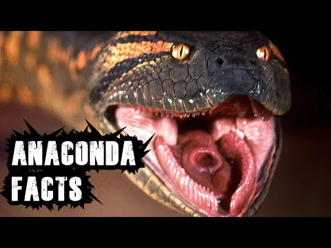 वीडियो: एनाकोंडा के बारे में कुछ तथ्य