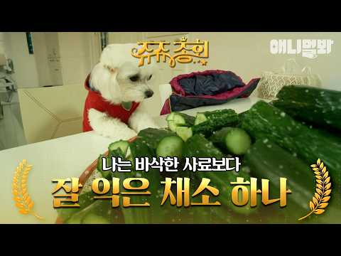[#쥬쥬총회] 오이 익은 정도가 이븐하군요🥒 주인님 생존입니다🐶 #TV동물농장 #AnimalFarm #애니멀봐