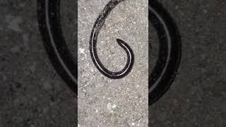 India Barbados Thread Snake