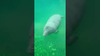 Listen closely as this baby manatee makes high-pitched squeaks to talk to her mom from afar