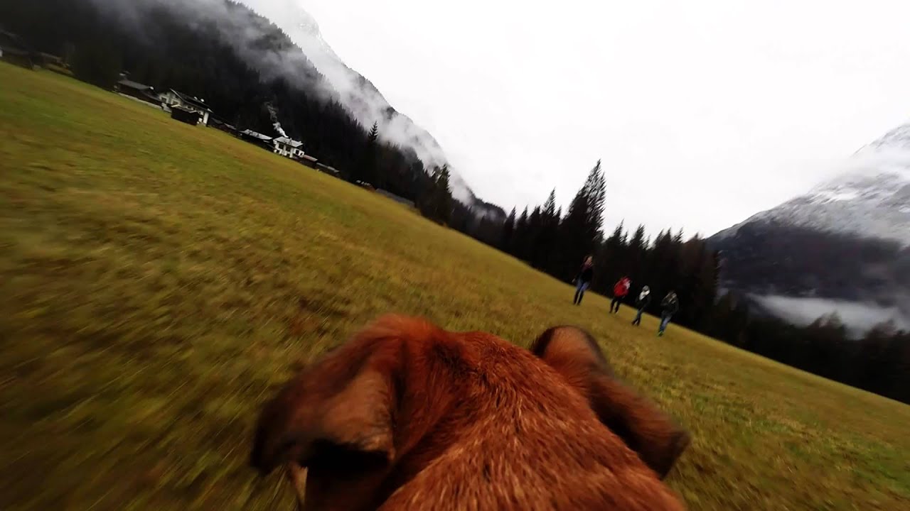 TOBIA FORESTA SOMADIDA 2014