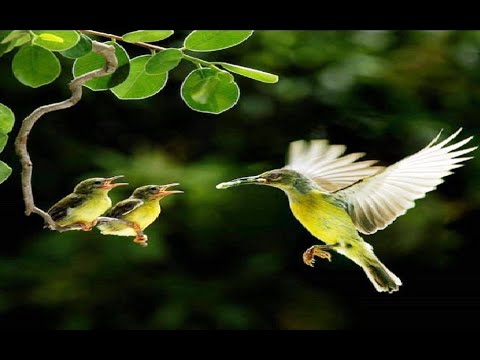 Best Non Stop Amharic Classical Music 7