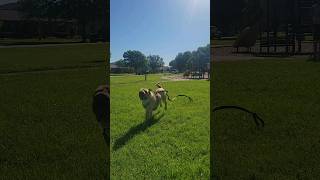 Dog Impatiently Waiting to go on a Walk #sharpei #funnydog #pullups