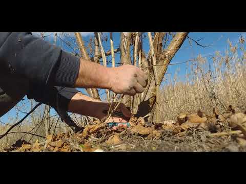 Video: Izobličeno orezivanje lješnjaka - saznajte više o rezanju stabla lješnjaka s vadičepom