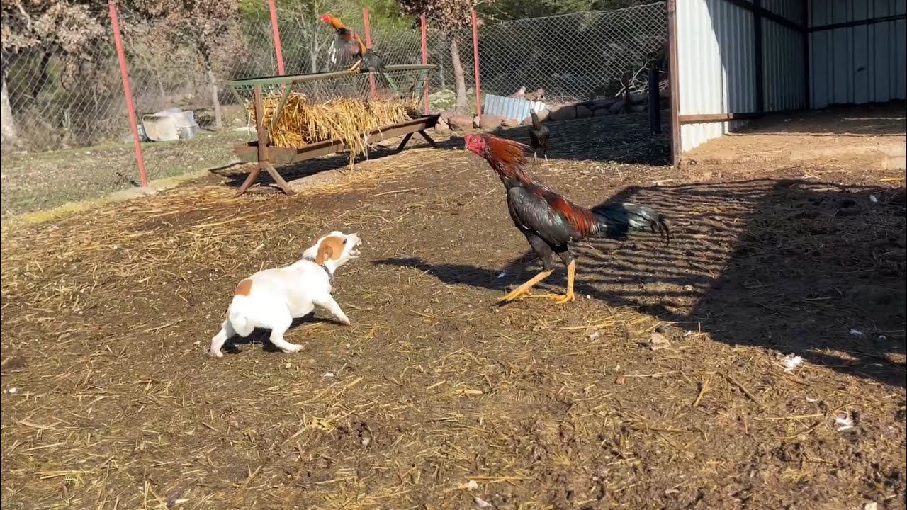 HİNT HOROZU KUPA FINDIĞI ÖLD**RÜYORDU ÇOK KOMİK 😝