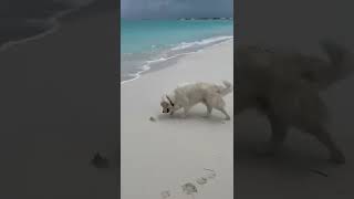 Dog vs. Crab! #shorts