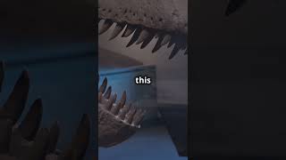 Travel Back 50 Million Years at Fossil Butte!, Wyoming facts - 6 #facts #shortsvideo #shorts