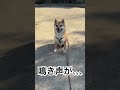 豆柴つくねの鳴き声#shorts#shibainu