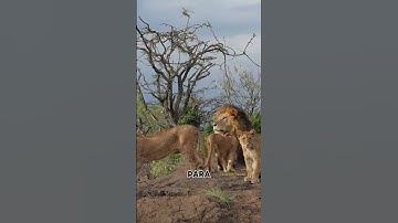 Thumbnail of scarface, the legendary lion of the Masai #youtubeshorts