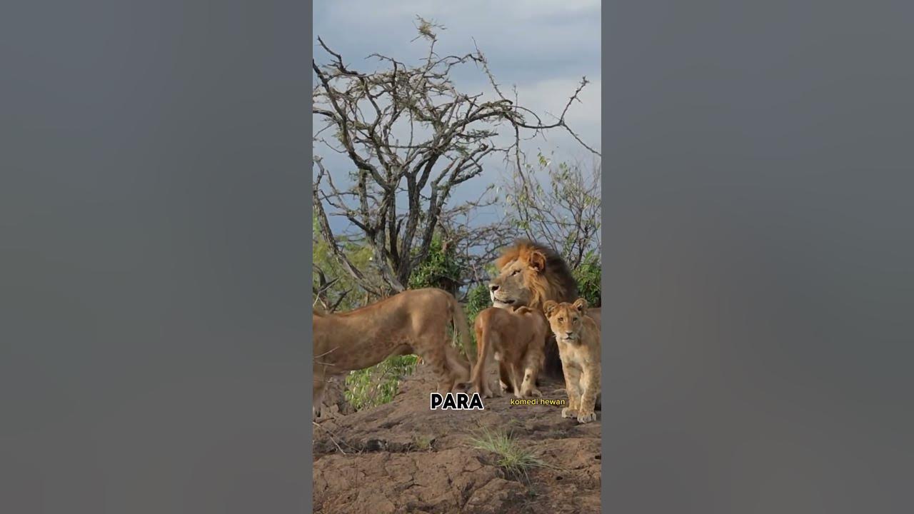 scarface,singa legendaris masai #youtubeshorts