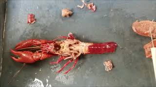 Crayfish dissection