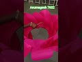 #lotusflower