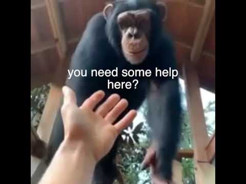 POV Monkey Bro 