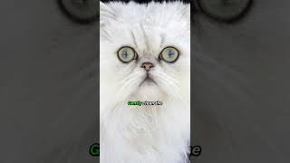 Persian Cat Cold &amp; Flu Treatment 🐾 #cat #shorts