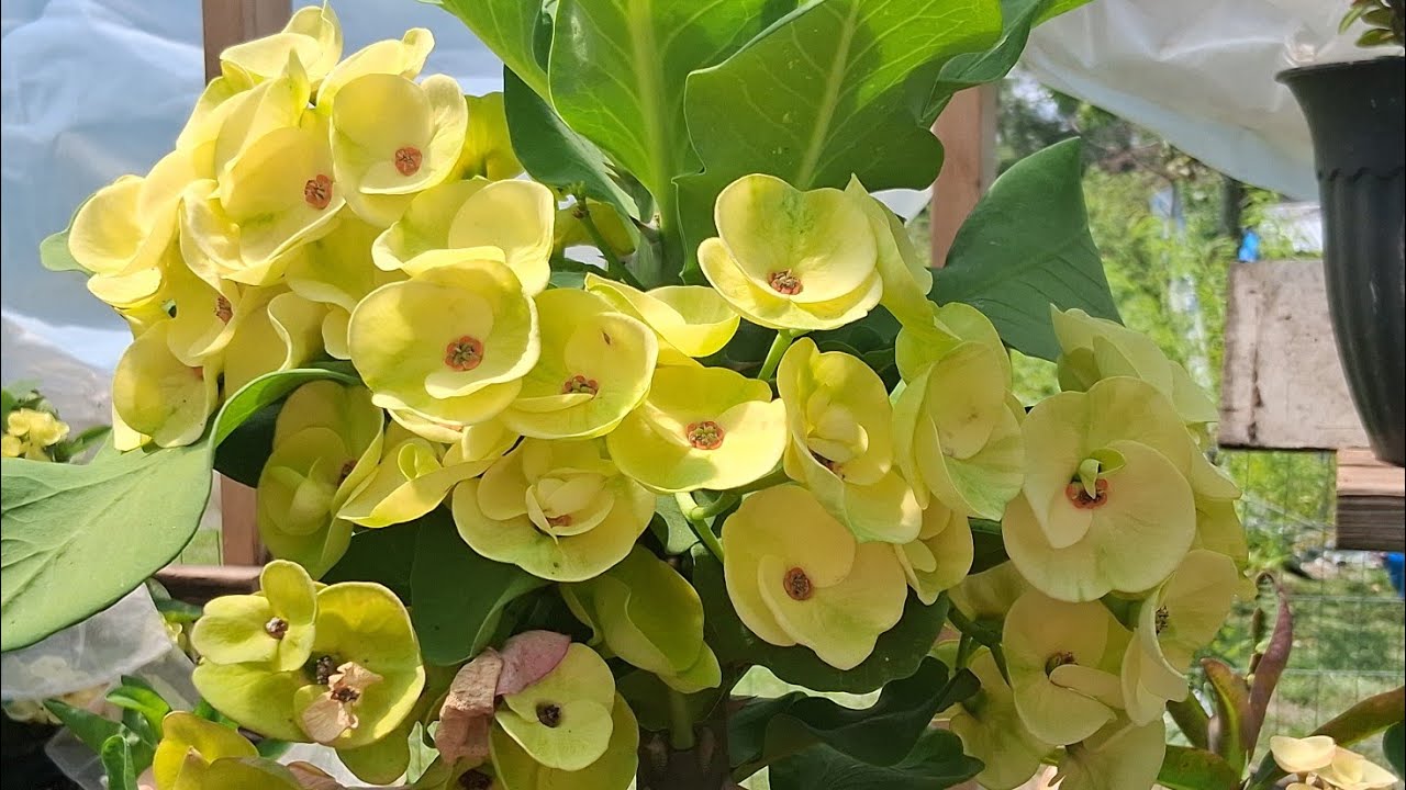 Vamos aver mis  coronas de Cristo #flores#jardín#coronasdecristo#plantas#plants#Euforbiamili