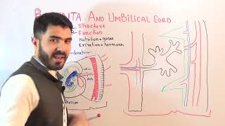 L-9 Placenta and umbilical cord structure and function full detail by Dr A Hadi