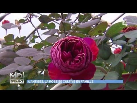 À Antibes, la rose se cultive en famille