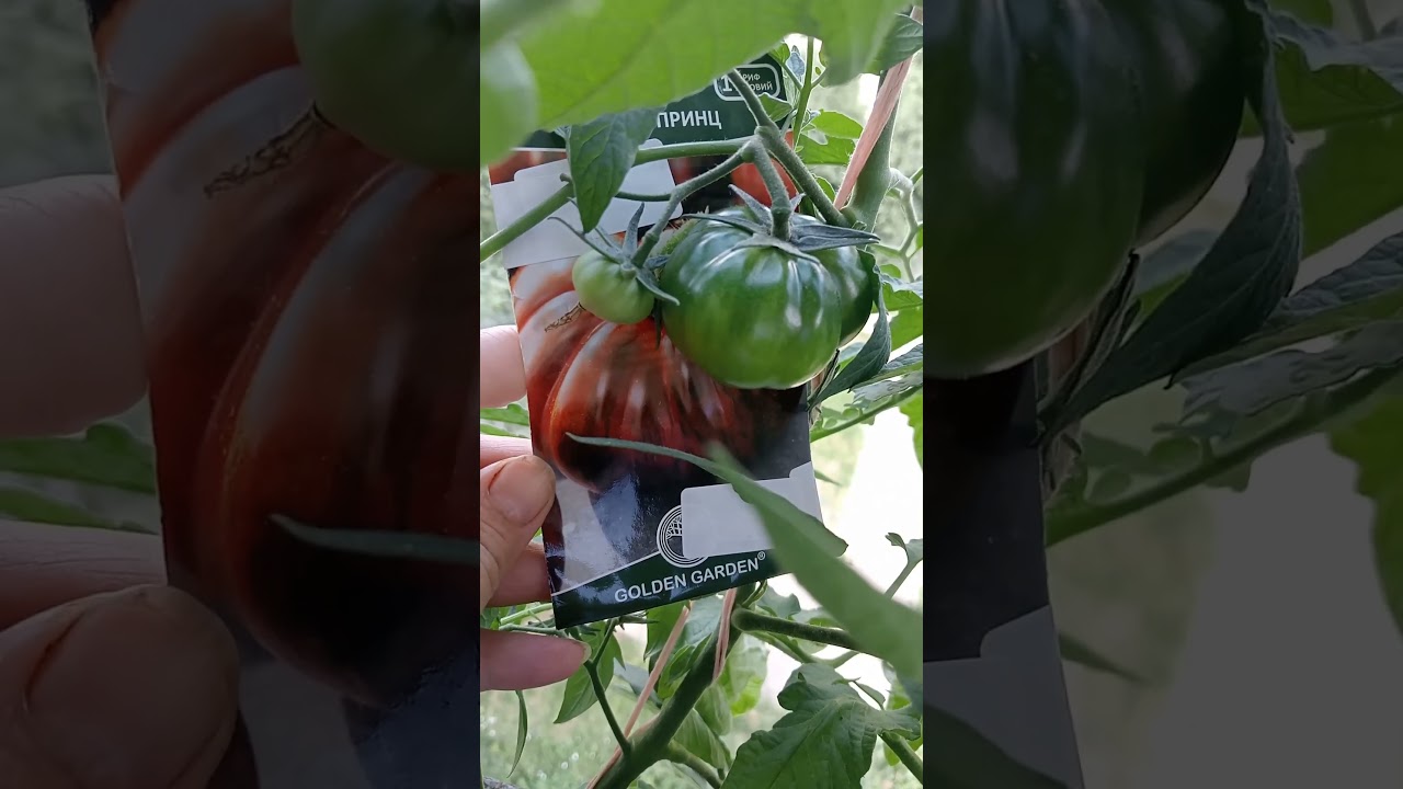 Томат Чорний принц. Відгук по сорту. 